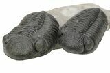 Two Large Pedinopariops Trilobites - Top Quality Specimen #254774-5